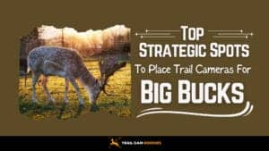 Top-Strategic-Spots-to-Put-Trail-Cameras-for-Big-Bucks