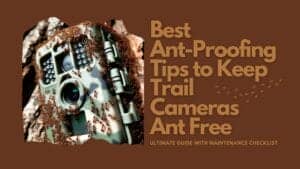 Best Ant-Proofing Tips to Keep Ants Out of Trail Cameras!