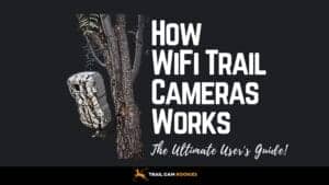 How-Does-a-WiFi-Trail-Camera-Work-The-Ultimate-Users-Guide