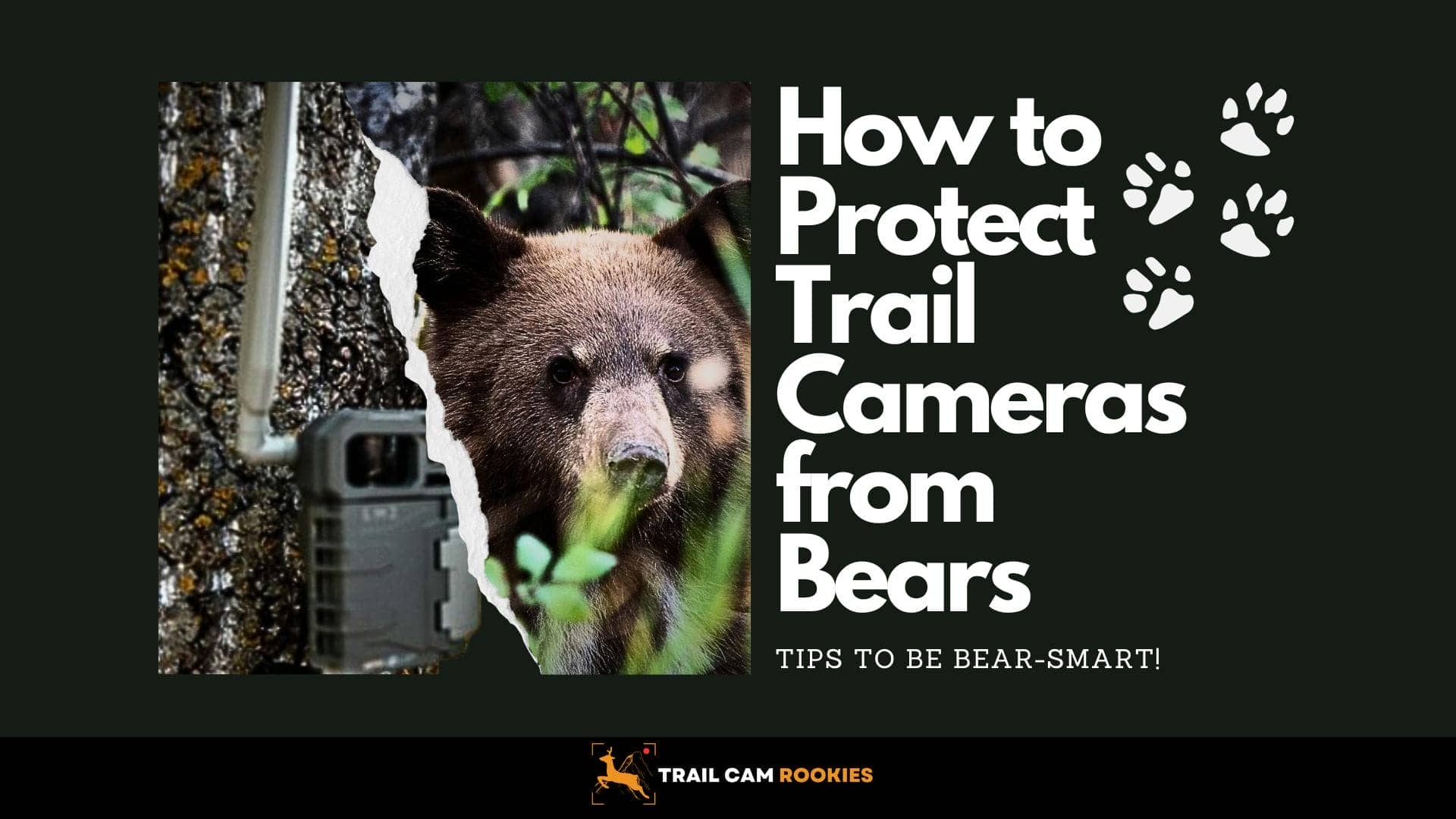 How-to-Protect-Trail-Cameras-from-Bears