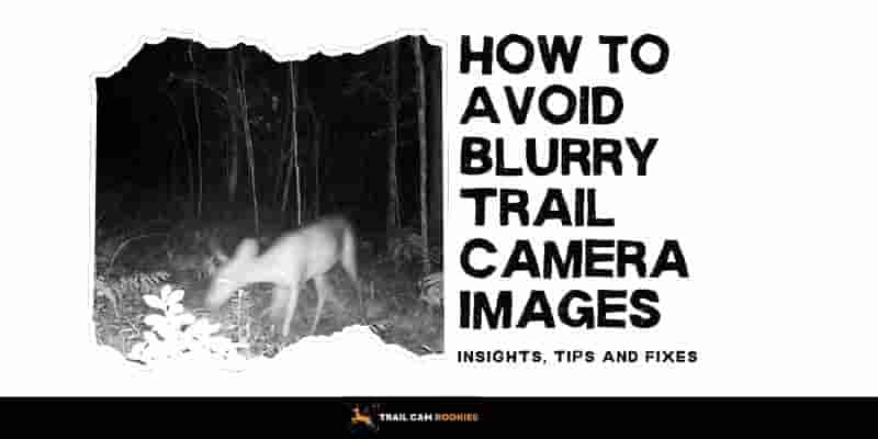 How to Avoid Blurry Trail Camera Images Insights, Tips and Fixes