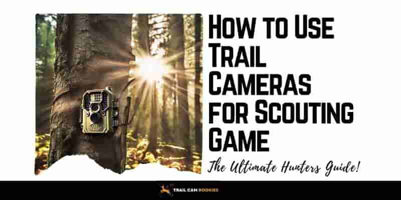 Hunters Guide How to Use Trail Cameras for Scouting Game