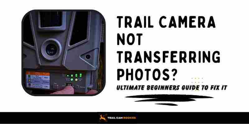 Trail Camera Not Transferring Photos Ultimate Guide for 2024