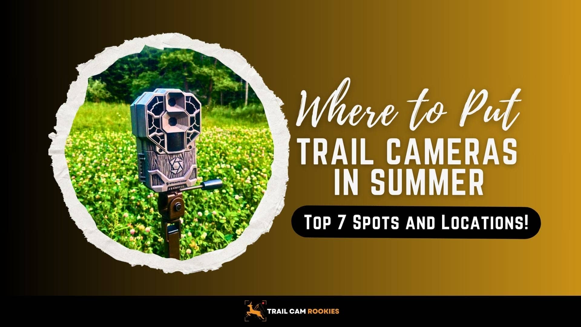 Where-to-Put-Trail-Cameras-in-Summer-Top-7-Trail-Camera-Strategies
