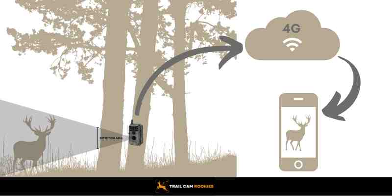 How Cellular Trail Cameras Work