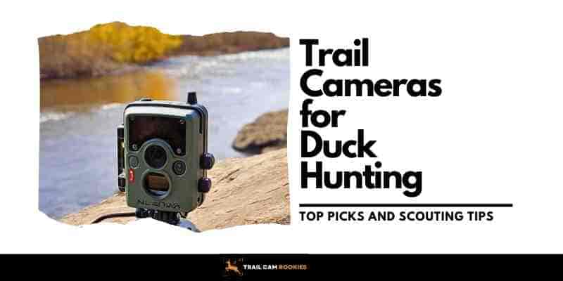Trail Cameras for Duck Hunting - Top Picks and Scouting Tips