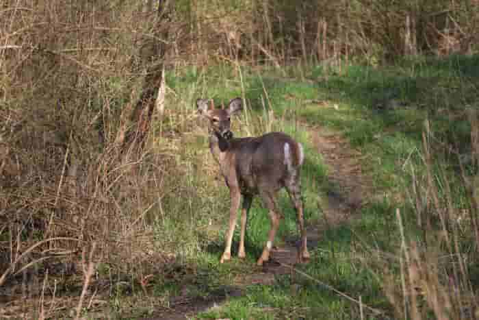 white tail deer walking on a trail
