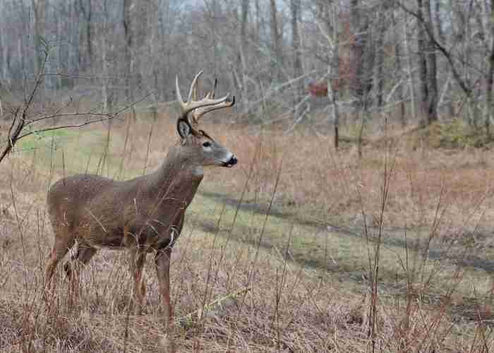 white tail deer walking in corridor